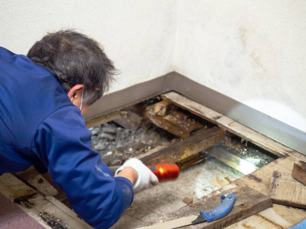 Best Mold Remediation  in Murphy, MO