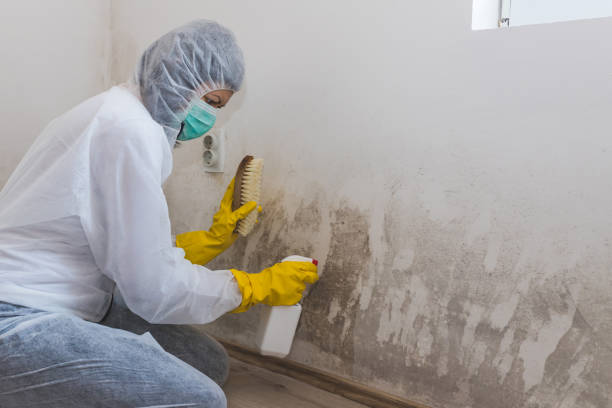Best Black Mold Removal  in Murphy, MO