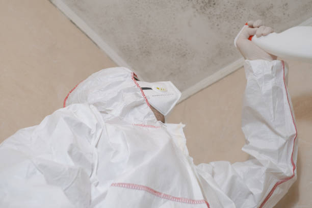 Best Office Mold Removal Services  in Murphy, MO