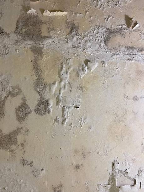 Best Mold Cleaning Services  in Murphy, MO