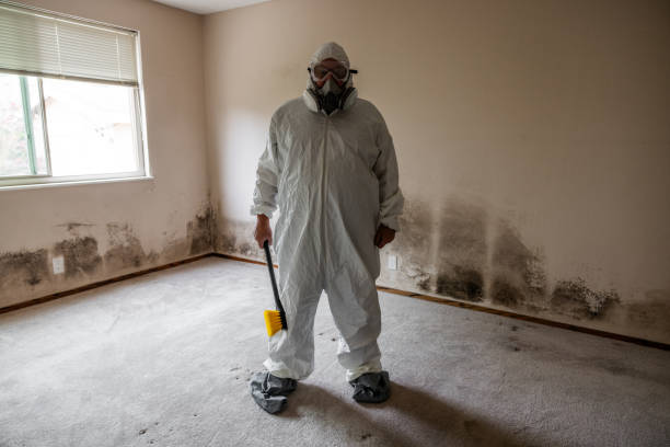 Best Local Mold Removal Service  in Murphy, MO