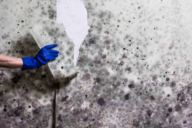 Office Mold Removal Services in Murphy, MO