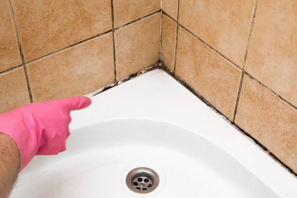Best Affordable Mold Removal  in Murphy, MO